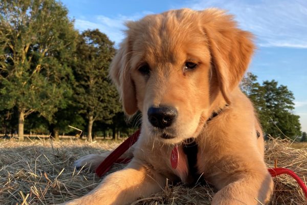 Remy Retriever Hay 2